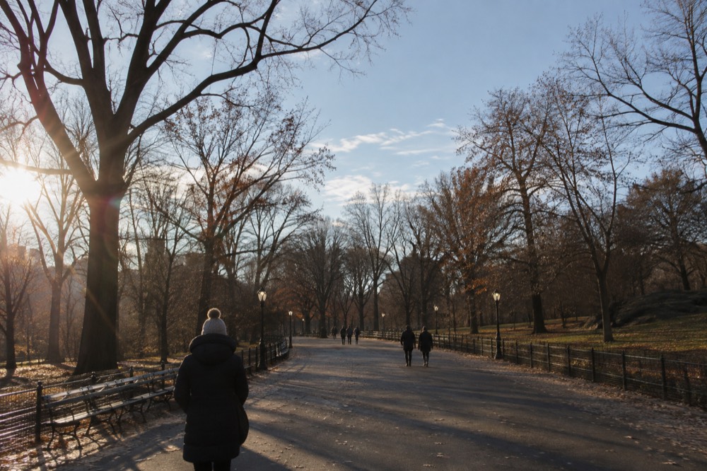A wide walkway in Central Park lined with bare trees on a cold November morning