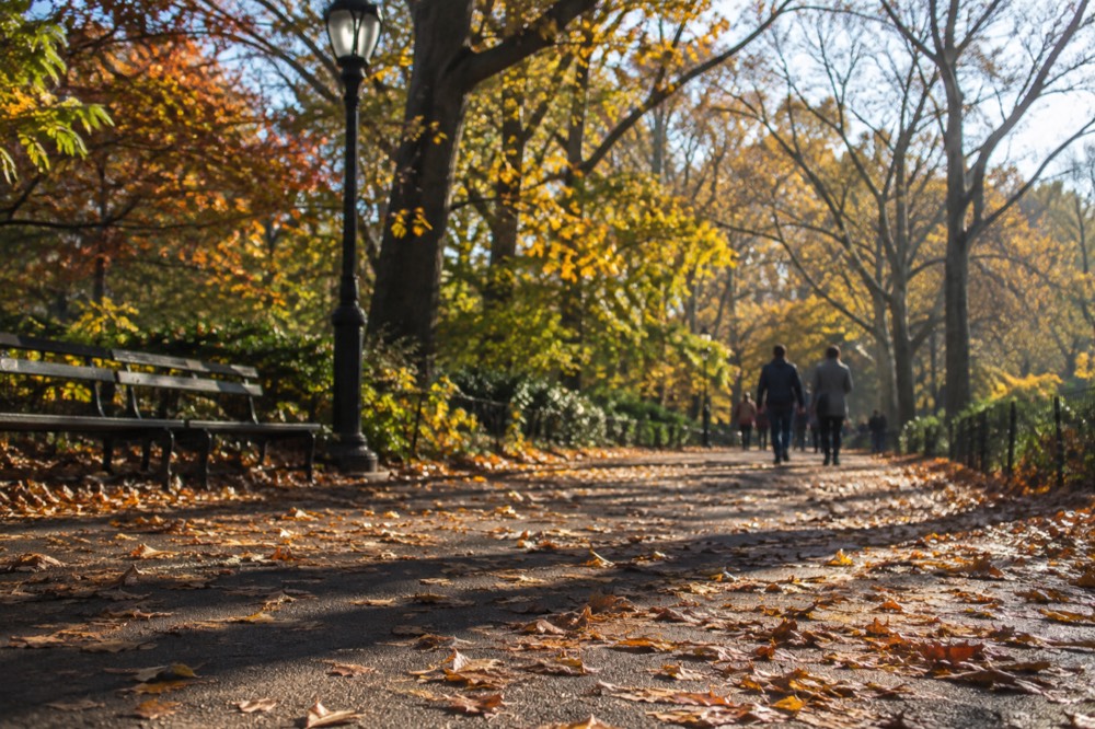 Trees with yellow and orange leaves lining a walkway in Central Park in late fall