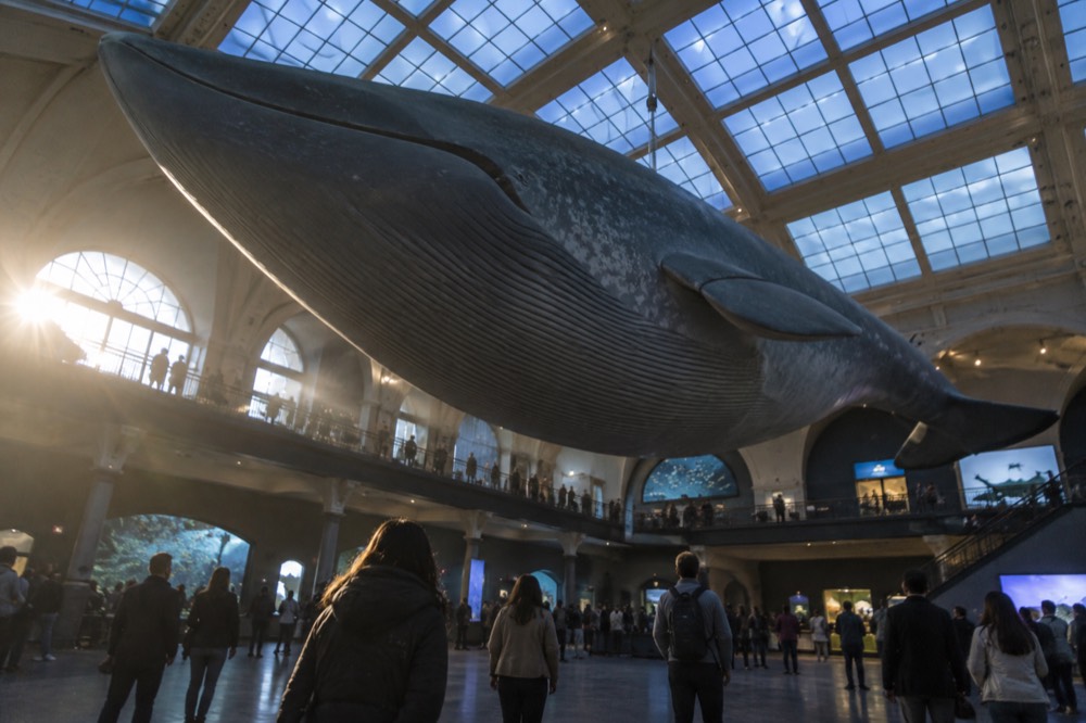 Visitors standing beneath a giant suspended blue whale model in a large ocean life hall