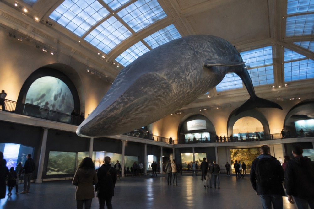 A large museum hall with a suspended whale model and visitors looking up