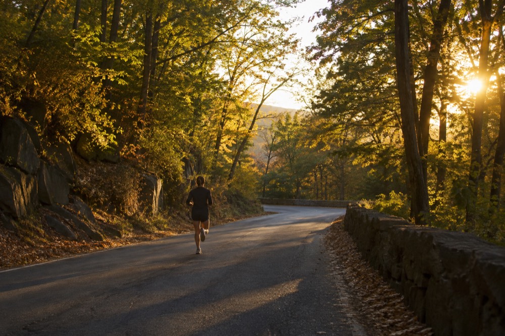 A country road curving through tall trees with sunlight filtering through the canopy