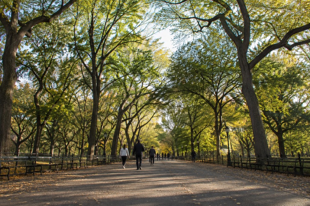 A tree-lined mall in Central Park with people strolling under tall elms.